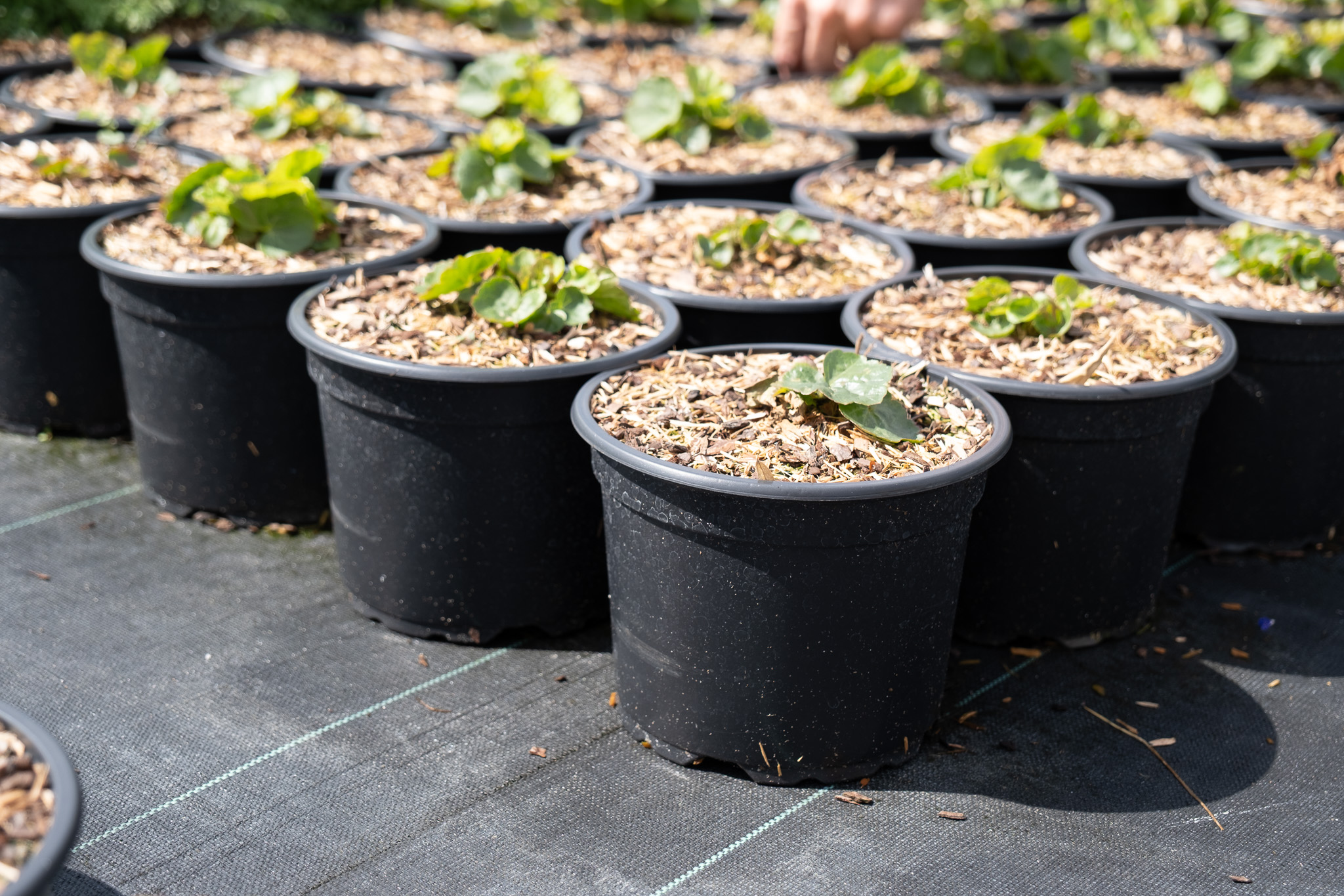 Paletki i doniczki Desch Plantpak