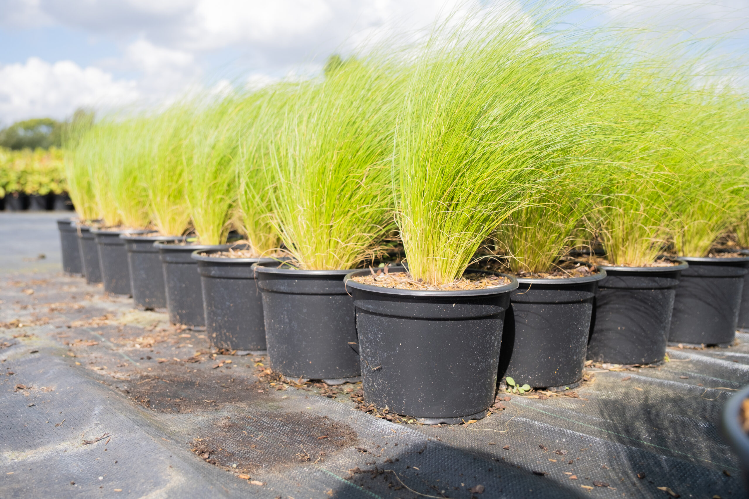 Produkty Desch Plantpak do profesjonalnego ogrodnictwa