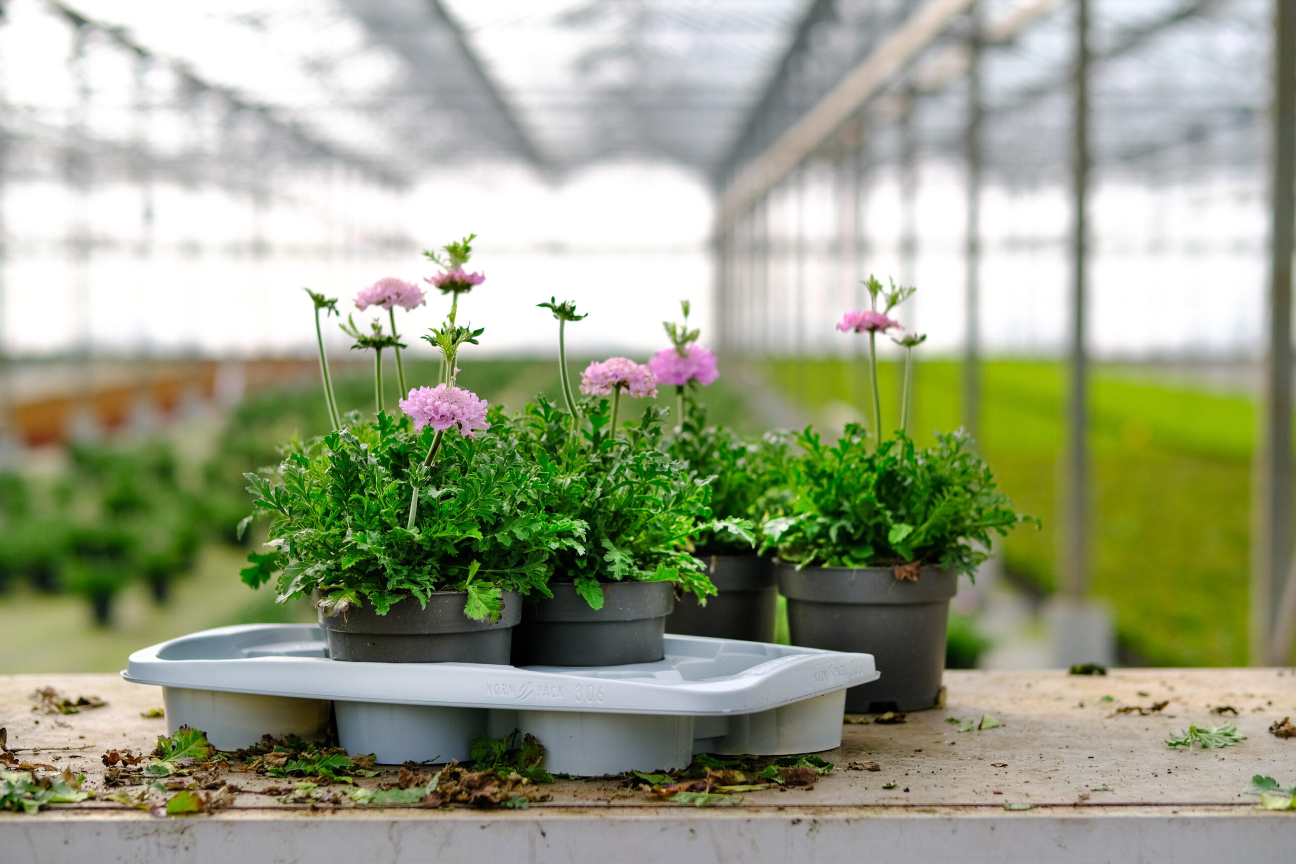 Doniczki i paletki Desch Plantpak